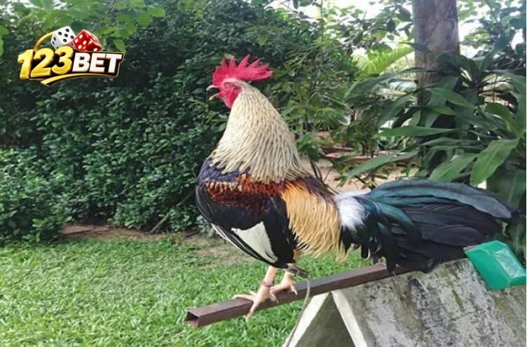 Giá trị và văn hóa của Đá Gà Tre