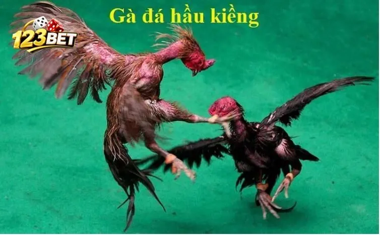 Gà Đá Hầu là gì?